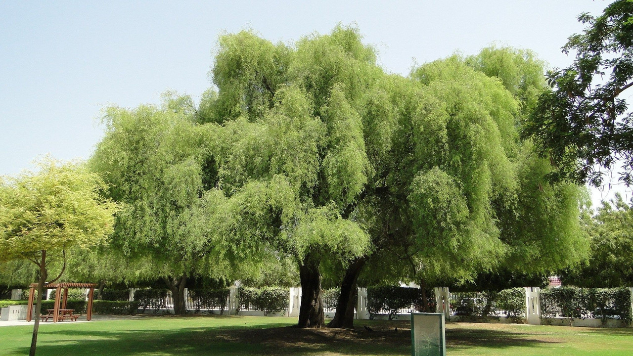 CAFU's Revolutionary Tech Breeds 1 Million Ghaf Trees Image 1