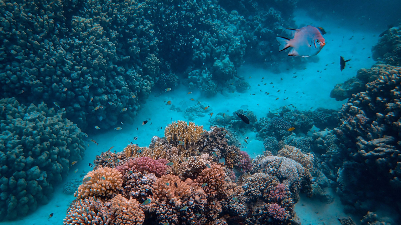 Dubai Reefs Ecotourism: Floating Living Lab To Restore ... Image 1
