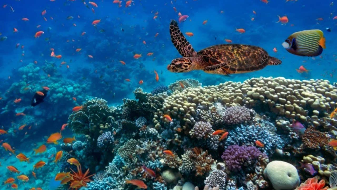 New Study Reveals Red Sea's Coastal Wonders Image 1