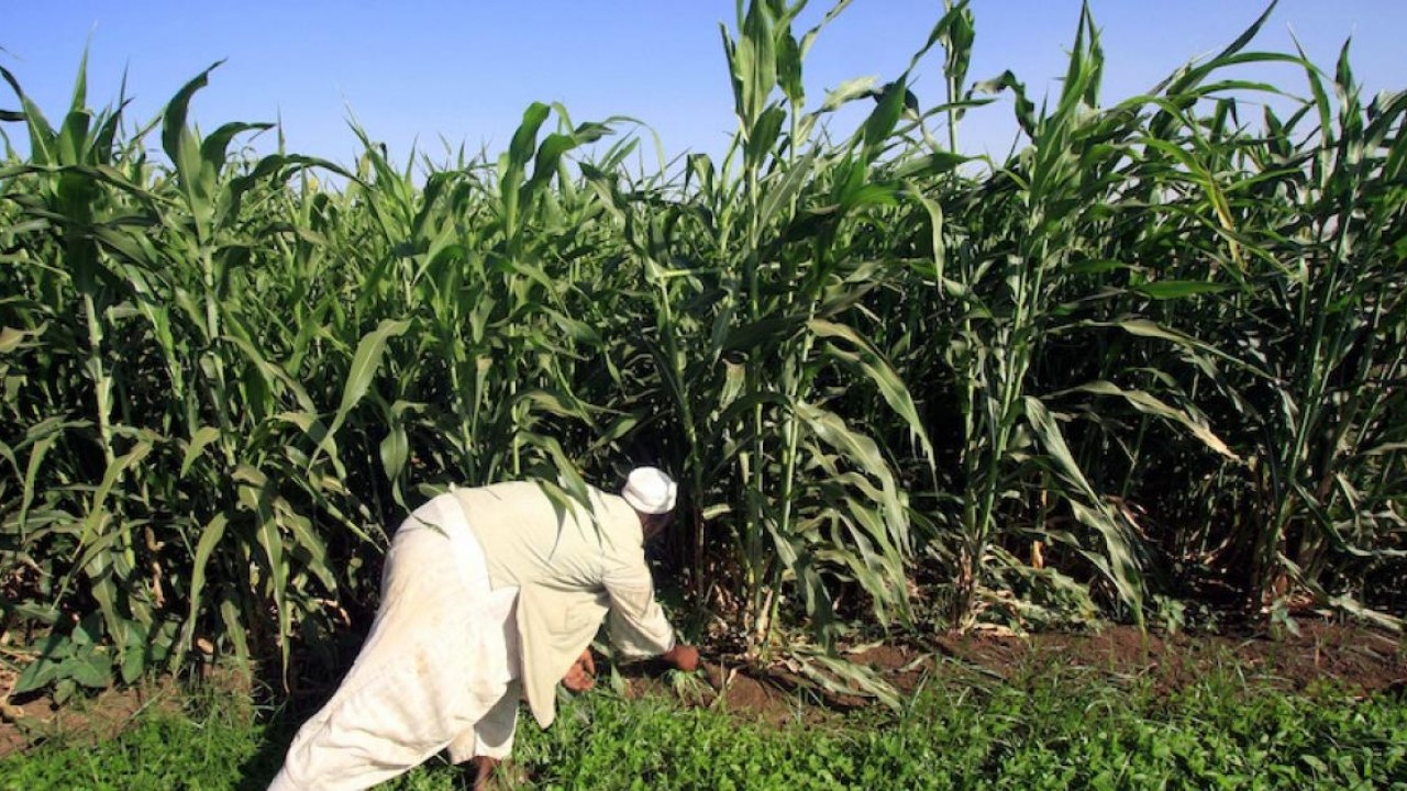 Sudan Signs MoU With UAE For Agriculture project Image 1