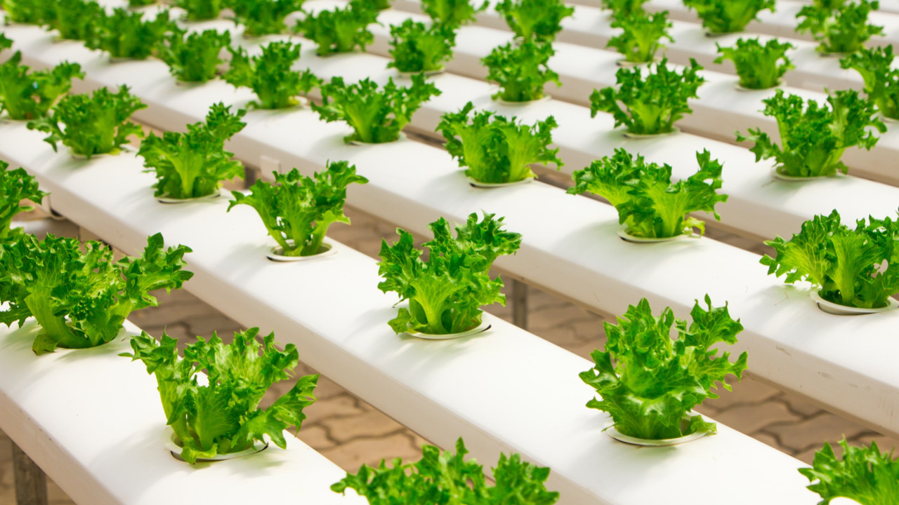 Scope And Hope For Vertical Farming In Middle East Image 1