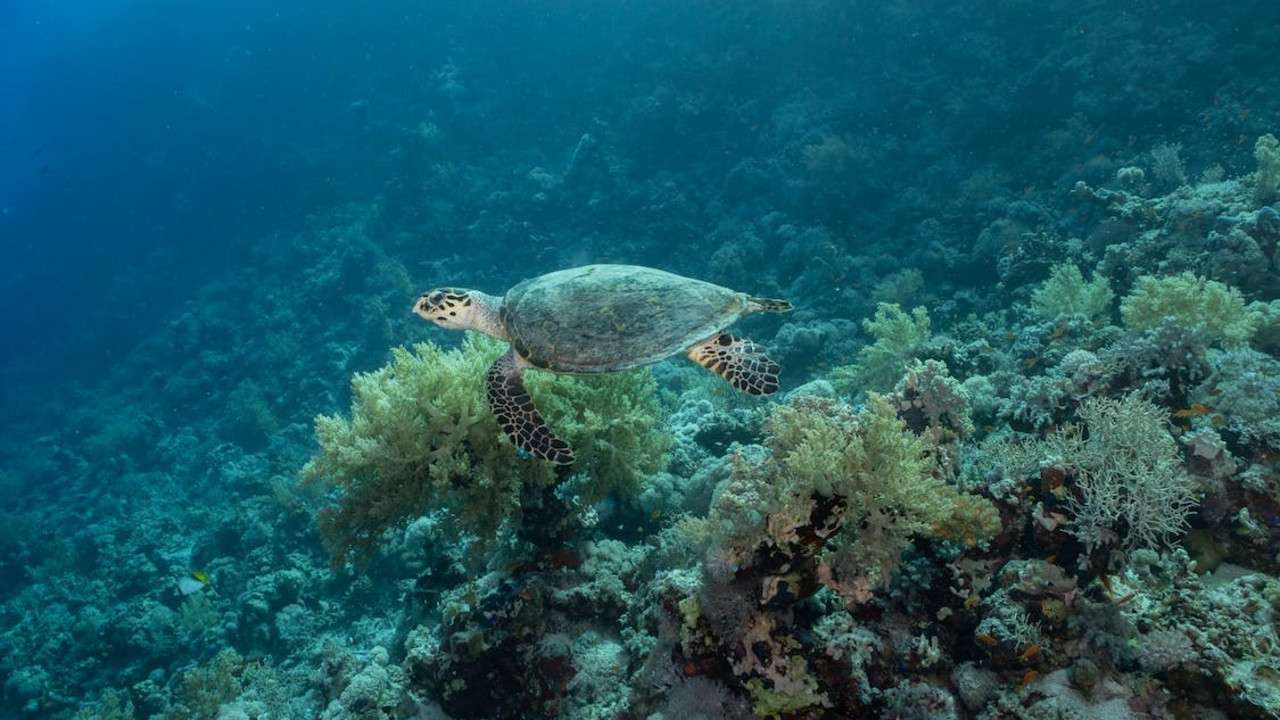 Saudi Arabia: Red Sea Sustainable Tourism Project Joined ... Image 1